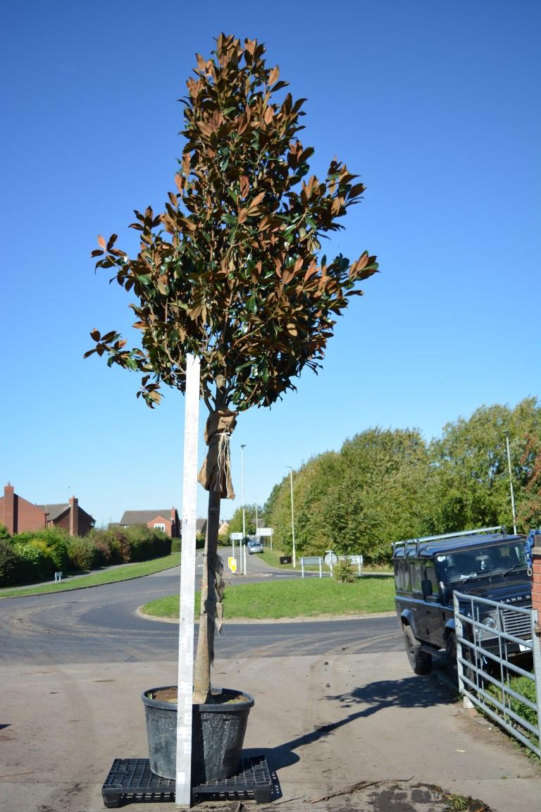 Seagrave Nurseries Magnolia Grandiflora Gallisoniensis std 5.56m